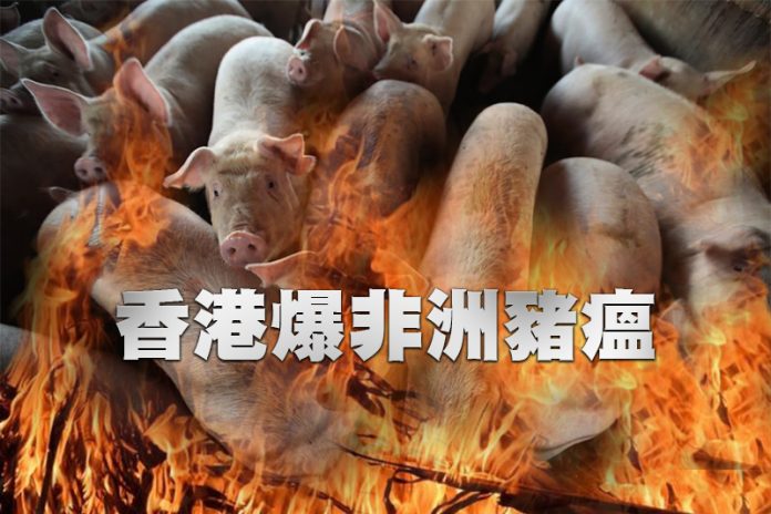 香港爆非洲豬瘟　撲殺近8千頭豬隻